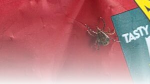 tick close up on red bag