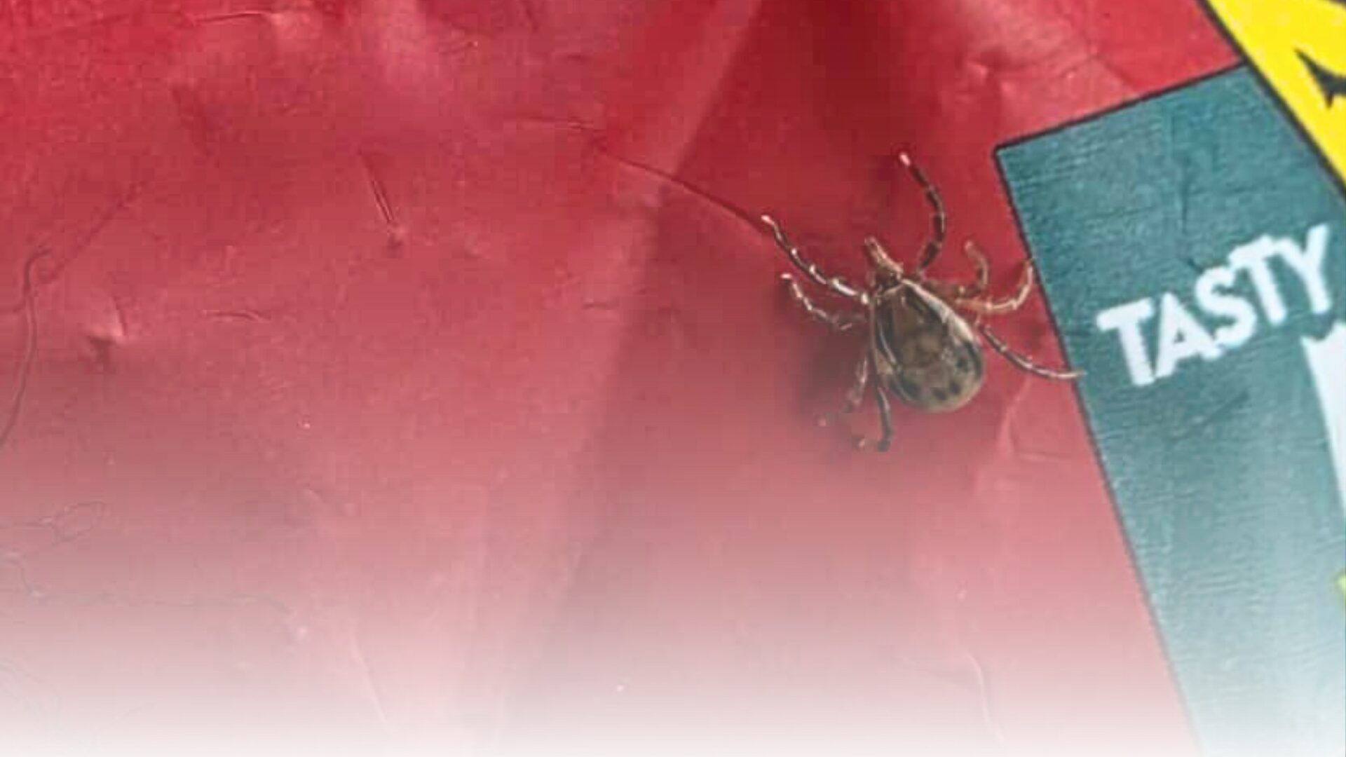 tick close up on red bag